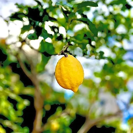 Lemon Tree